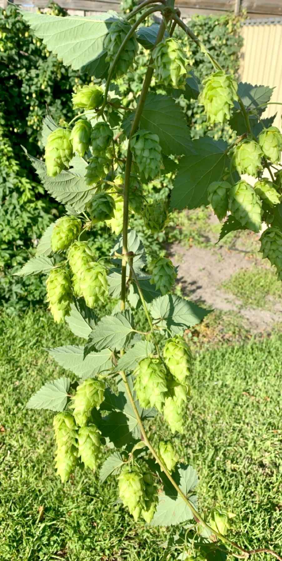 Blokes & Beer, 2day beer making class Tuesday 28th March, second date